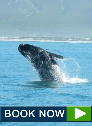 book whale watching online