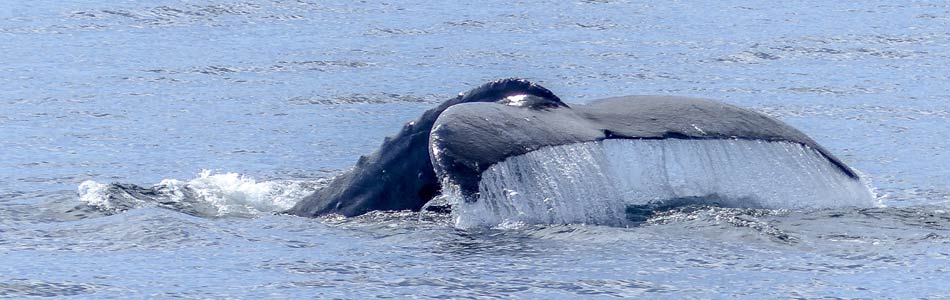 humpback whale header