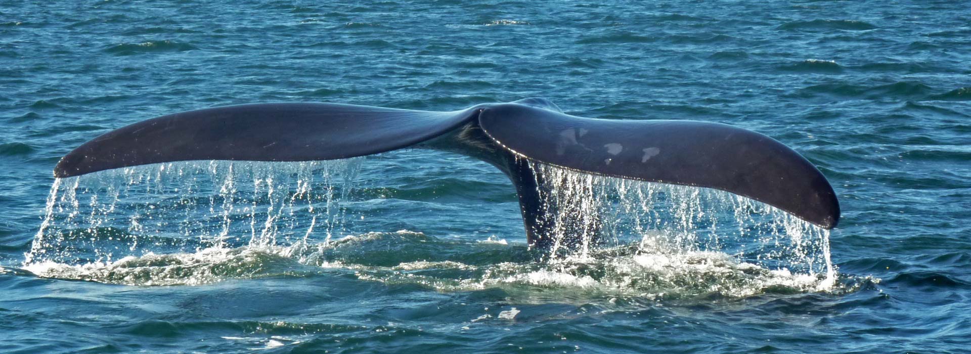 southern right whale tail header 1