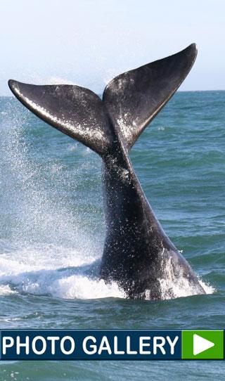 whale photo gallery 1