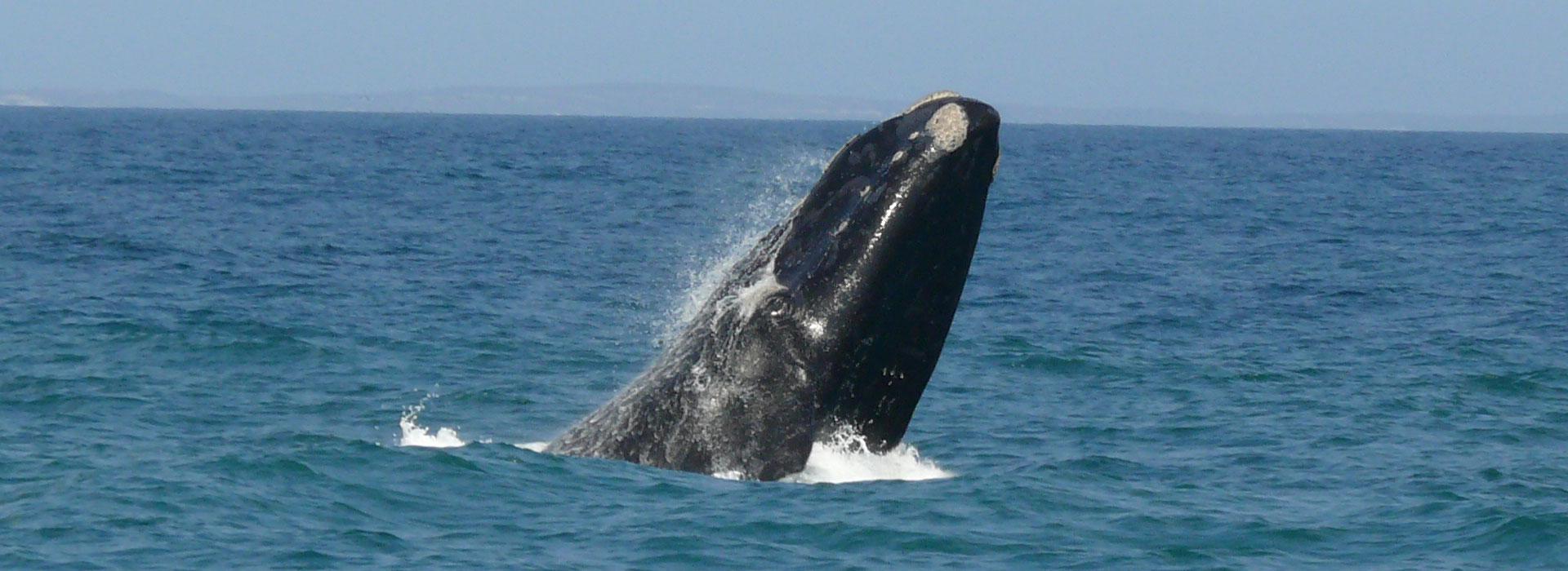 The Majestic Southern Right Whales of Hermanus 4 whale watching breach header