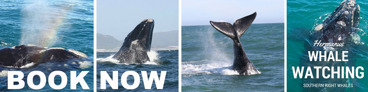 Book your Whale Watching trip today