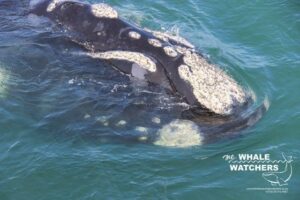 Getting to Know the Southern Right Whales, The Gentle Giants of the Sea ...