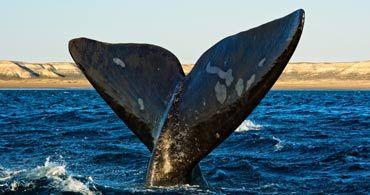 whales hermanus