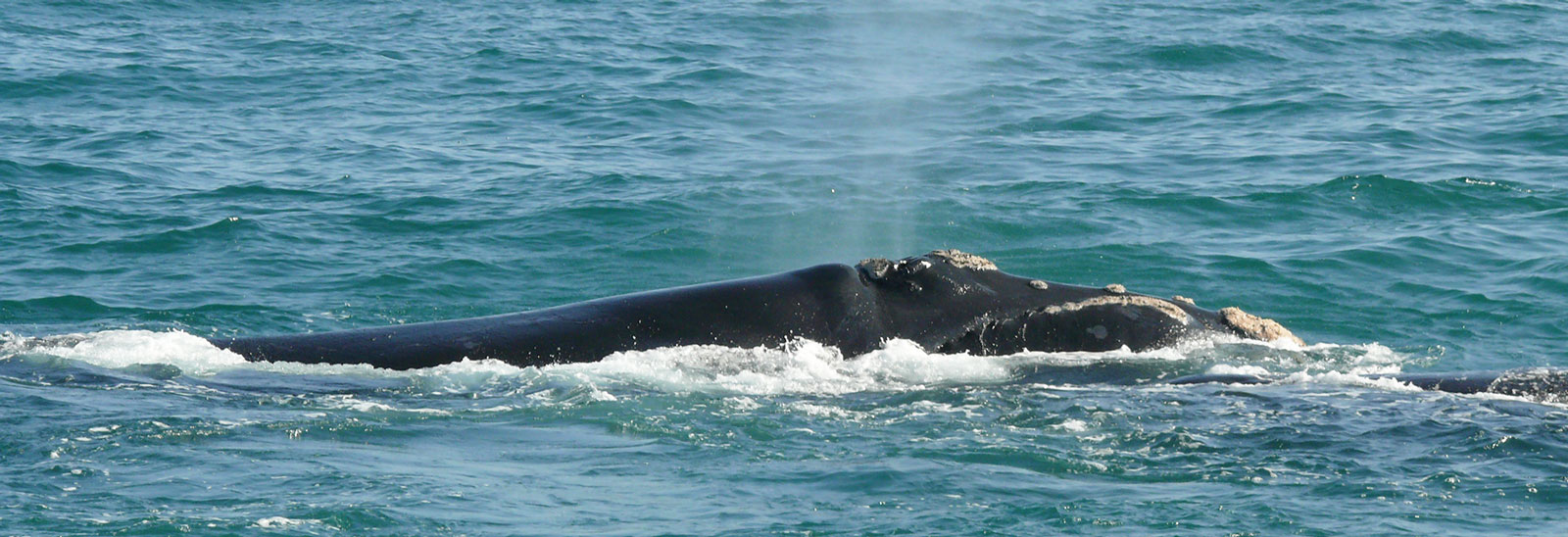 whale boday spray