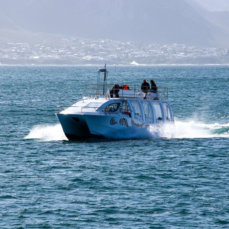 whale watching boat square