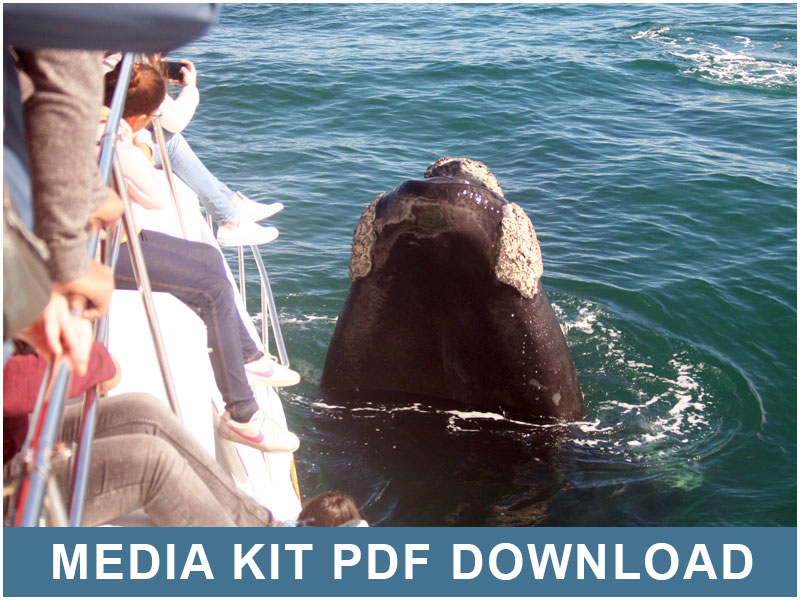 whale watching media KIT