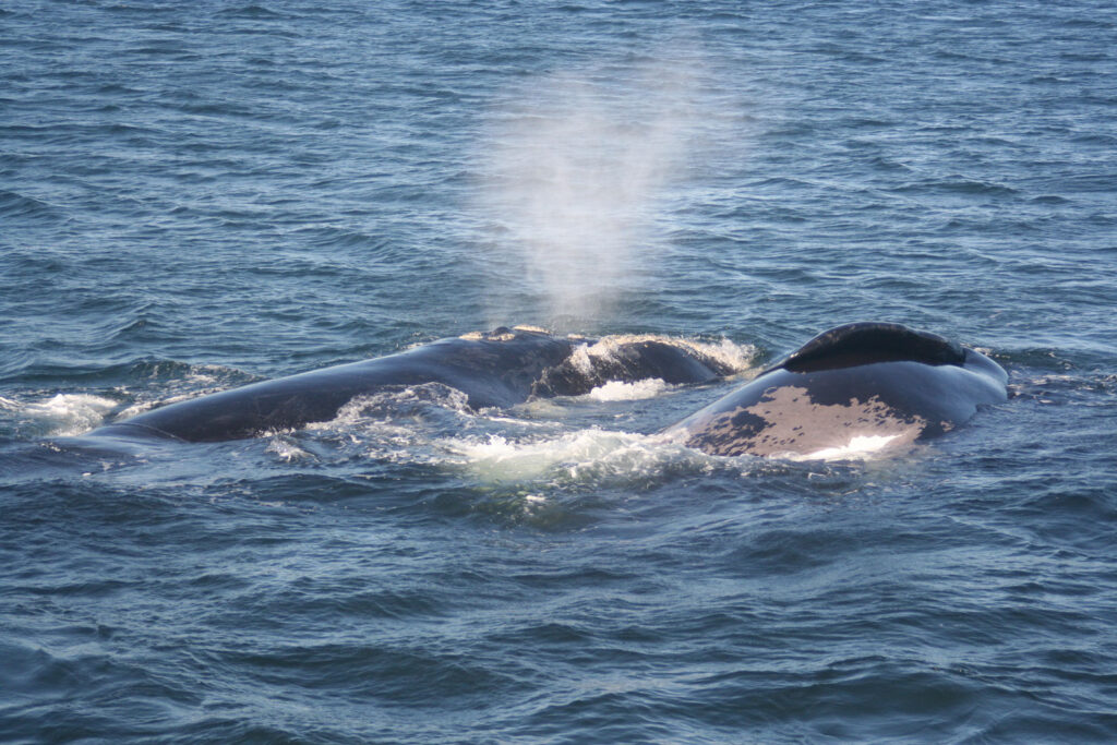 Visitors having a Whale of a Time in Hermanus 8 Southern Right Whales