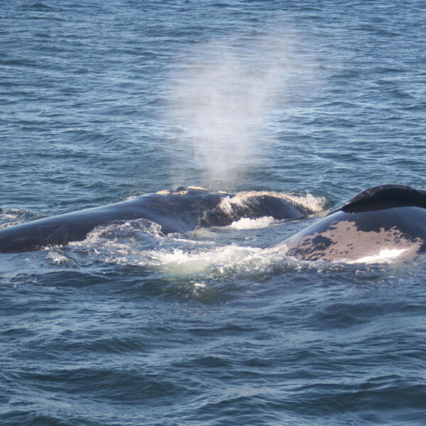 Visitors having a Whale of a Time in Hermanus 9 Southern Right Whales