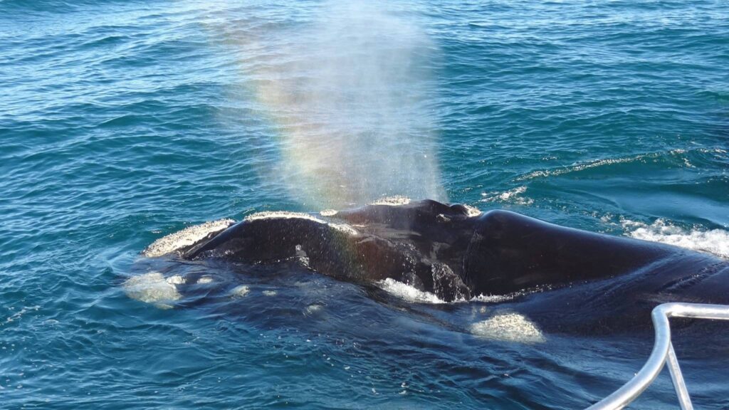 Getting to Know the Southern Right Whales, The Gentle Giants of the Sea 9 whale watching hermanus