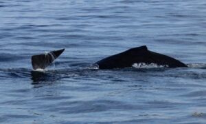 Southern Right Whale Tail with the line stil visible around its tail