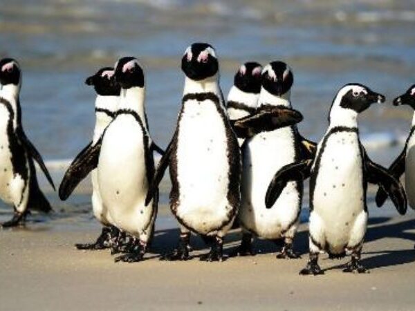 Africanpenguinson thebeachjpg