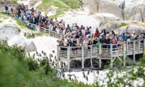 Tourists at Boulders Beach Simonstown