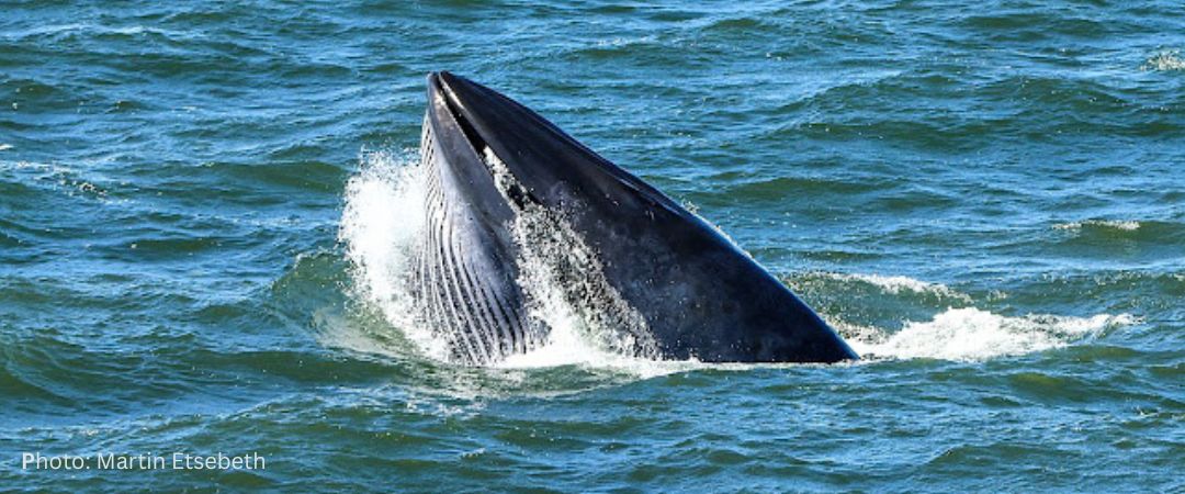Meet the Bryde’s Whale – The Shy Giant of Hermanus 2 Bryde's Whale in Hermanus