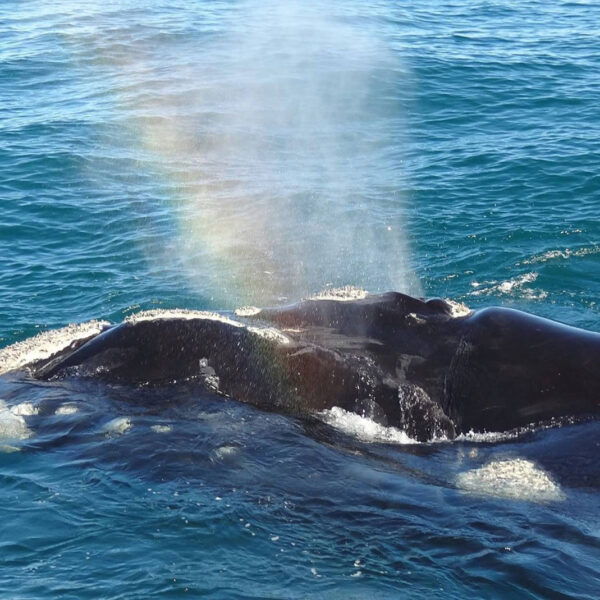 2025 Whale Watching Season Is open in Hermanus 7 FAQ