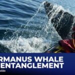 Hermanus whale rdisentanglement