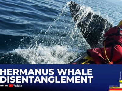 Hermanus whale rdisentanglement