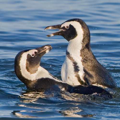 Hermanus eco boat trip01