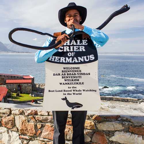 Hermanus eco boat trip02