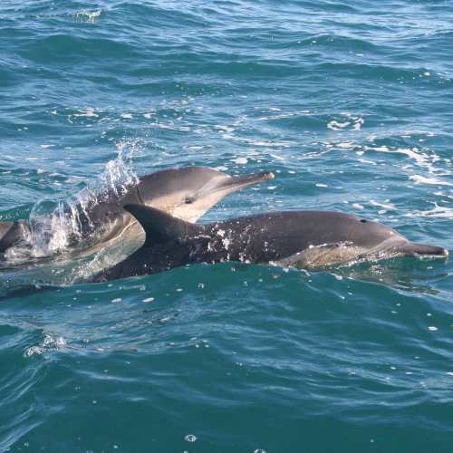 Hermanus eco boat trip04