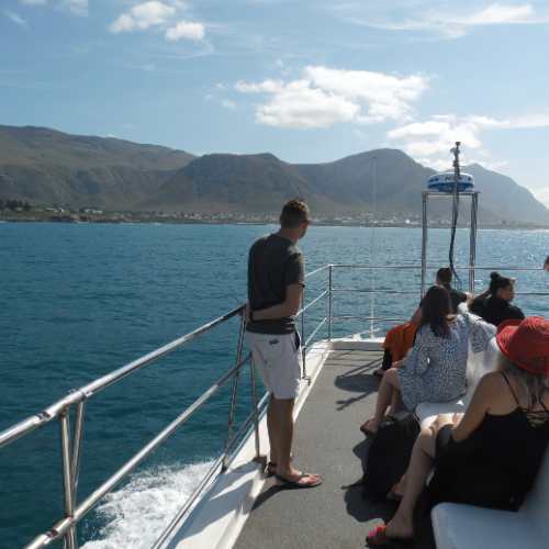 Hermanus eco boat trip05