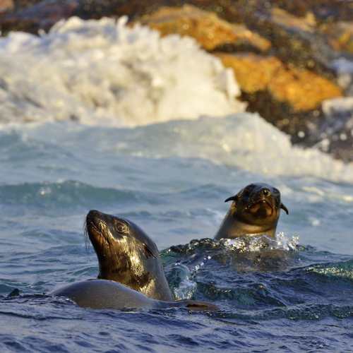 Hermanus eco boat trip07