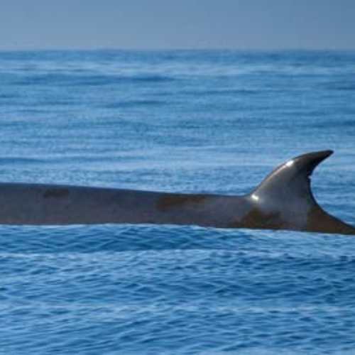 Hermanus eco boat trip13