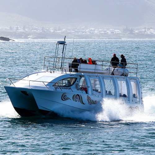 Hermanus eco boat trip17