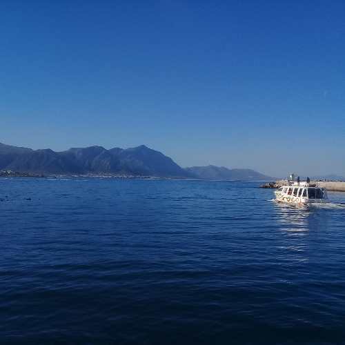 Hermanus eco boat trip19