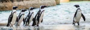 African penguins on the beach