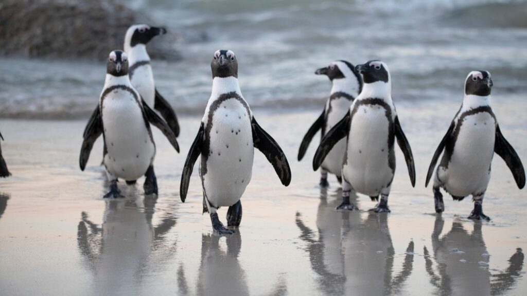 African Penguins are now officially “critically endangered” 7 African Penguins