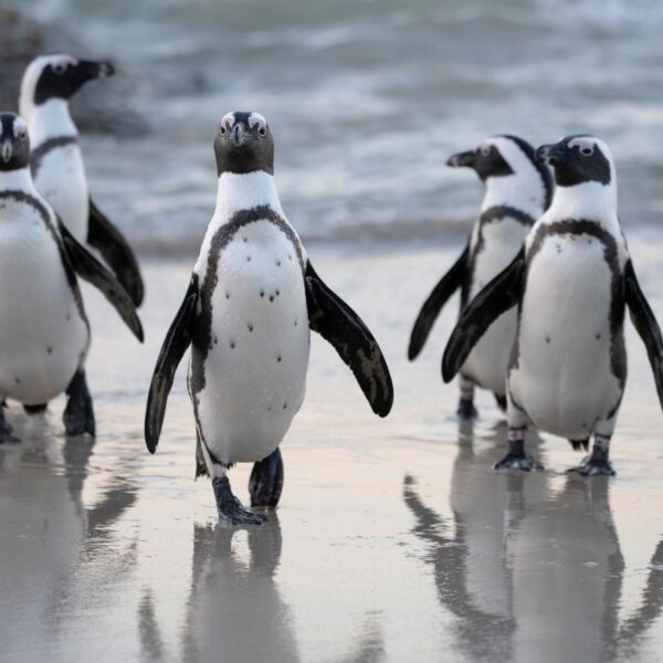 African Penguins are now officially “critically endangered” 8 African Penguins