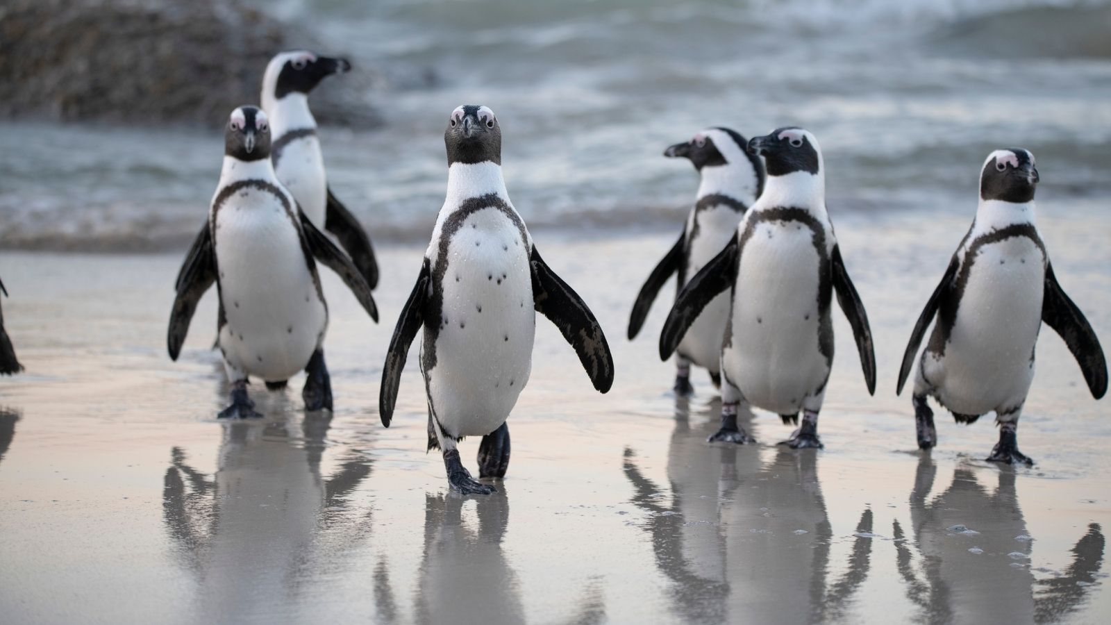 African Penguins