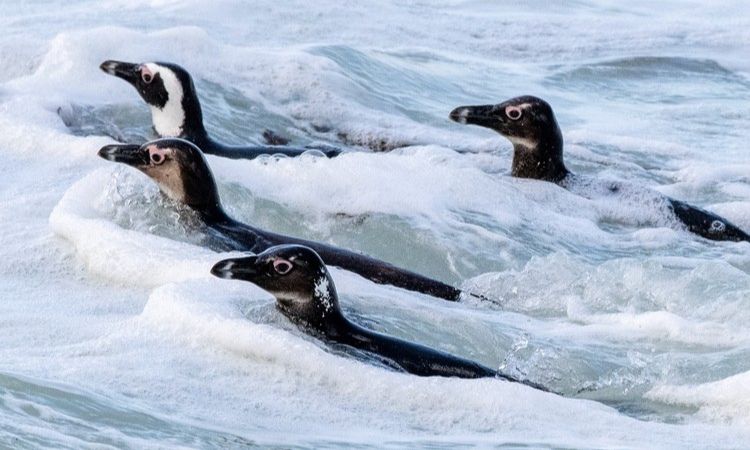 Flightless African penguins are excellent swimmers