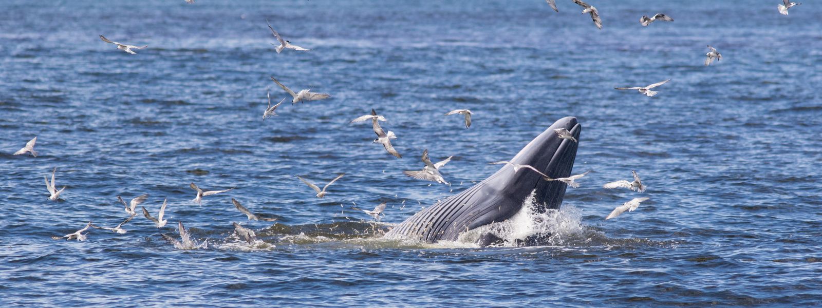 brydes whale 2