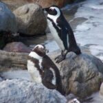 African Penguins at Stony Point in Betties Bay