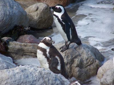 African Penguins at Stony Point in Betties Bay