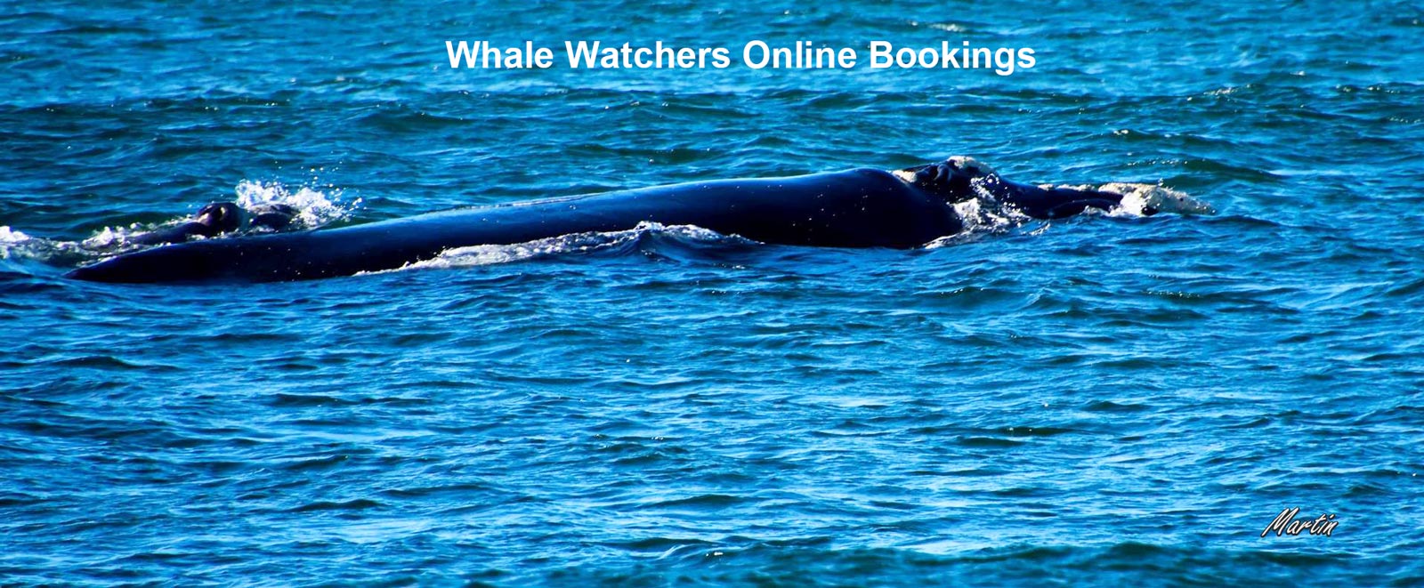 Click this link for Whale Watching online bookings