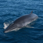 Meet the Bryde’s Whale – The Shy Giant of Hermanus 3 bryde whale in hermanus