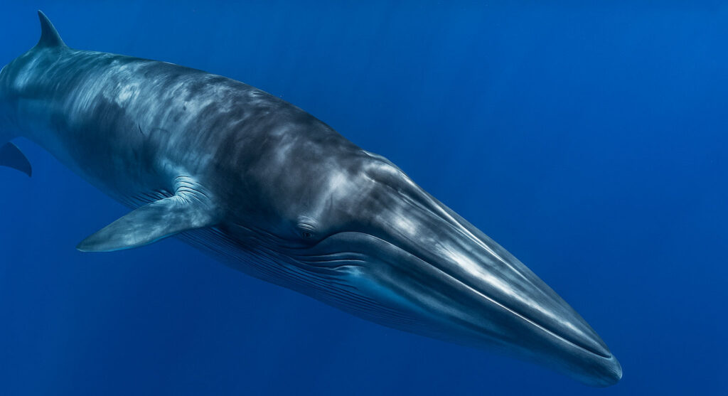 Meet the Bryde’s Whale – The Shy Giant of Hermanus 5 Bryde Whlae under water