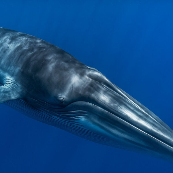 Meet the Bryde’s Whale – The Shy Giant of Hermanus 6 Bryde Whlae under water