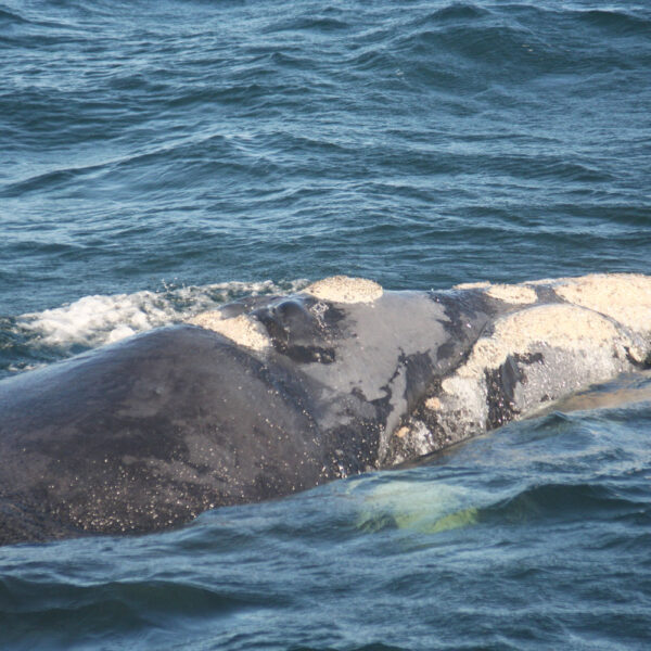 Southern Right Whales — The Gentle Giants of Hermanus 4 Southern Right Whales 2