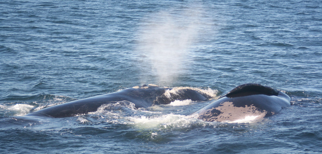 Southern Right Whales