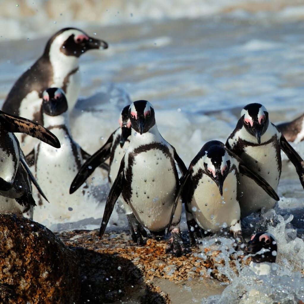 african penguin 2