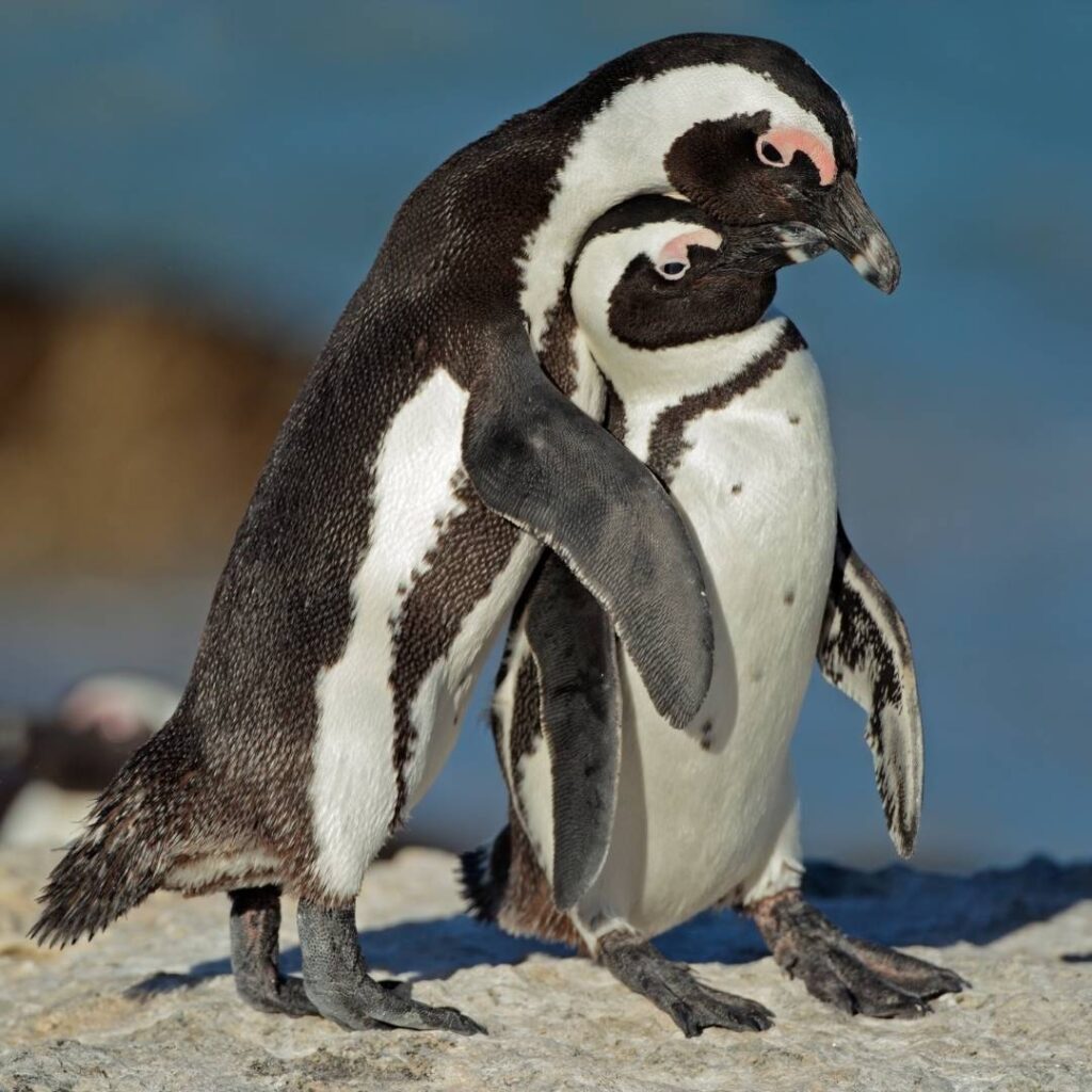 african penguin 3