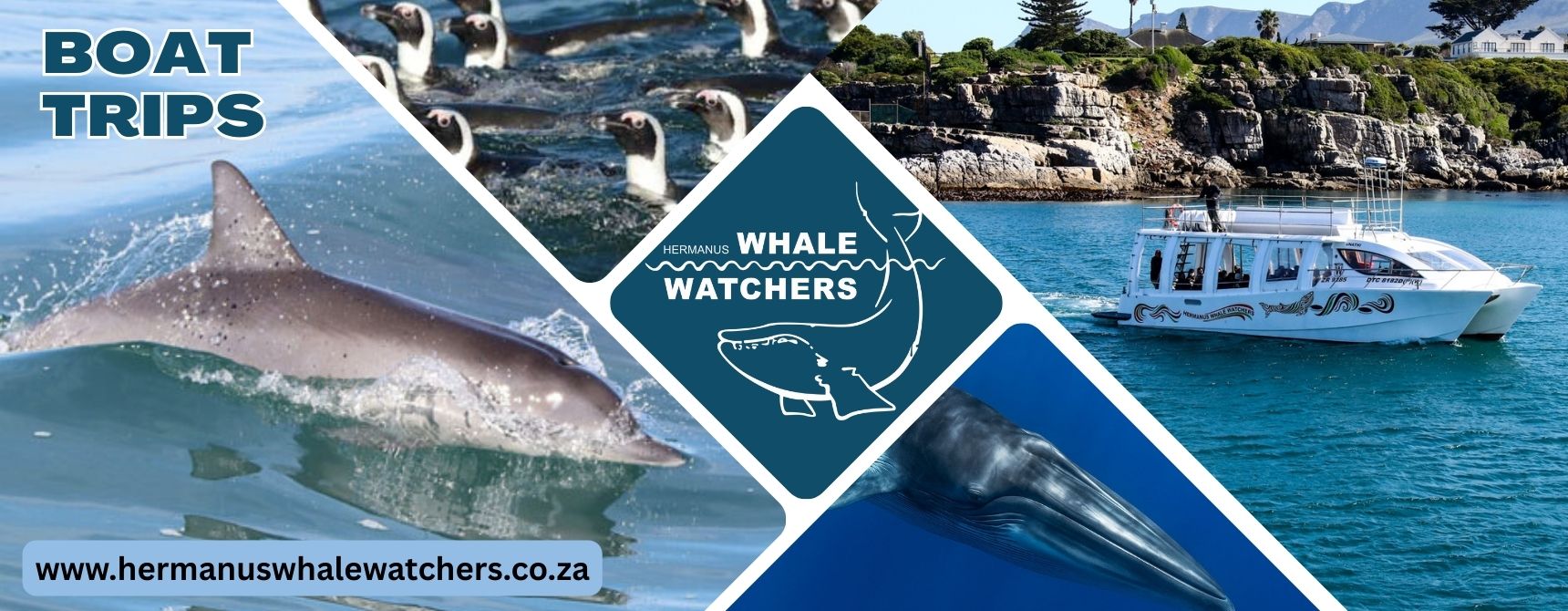 Marine Wildlife Boat Trip in Hermanus 1 boat trips cover