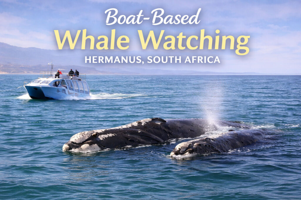 Boat Based Whale watching in Hermanus