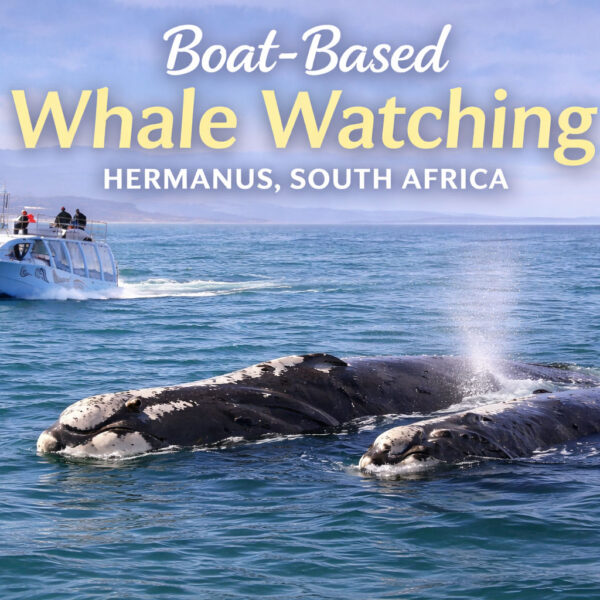 Best Boat-Based Whale Watching in Hermanus | Southern Right Whales & More 5 Boat Based Whale watching in Hermanus