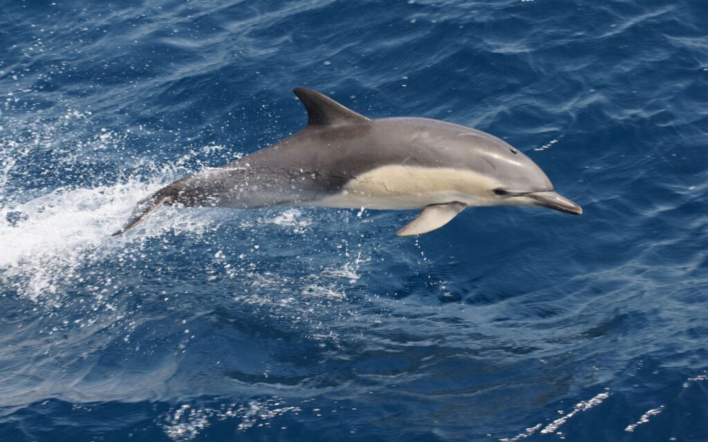 Photo Gallery | Whale Watching 29 Walker Bay Hermanus common dolphin