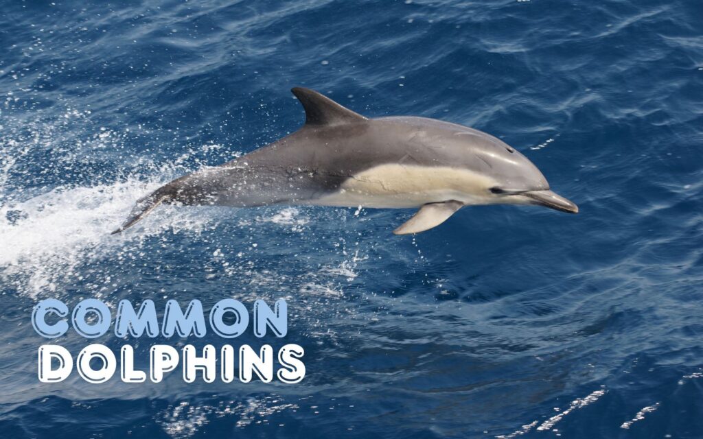 Common Dolphins in walkerbay Hermanus